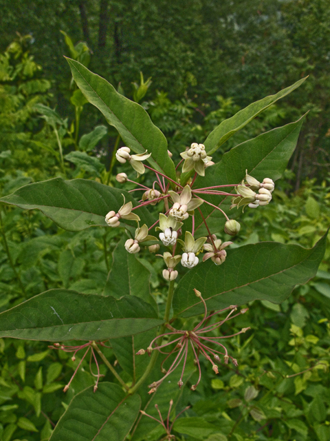 Asclepias exaltata (Poke milkweed) #49127
