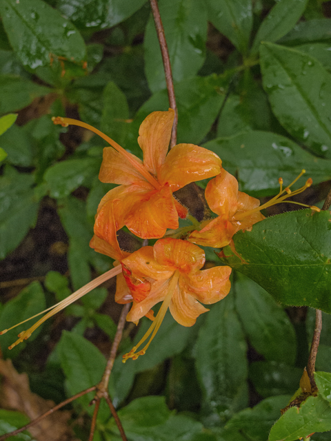 Rhododendron calendulaceum (Flame azalea) #49129