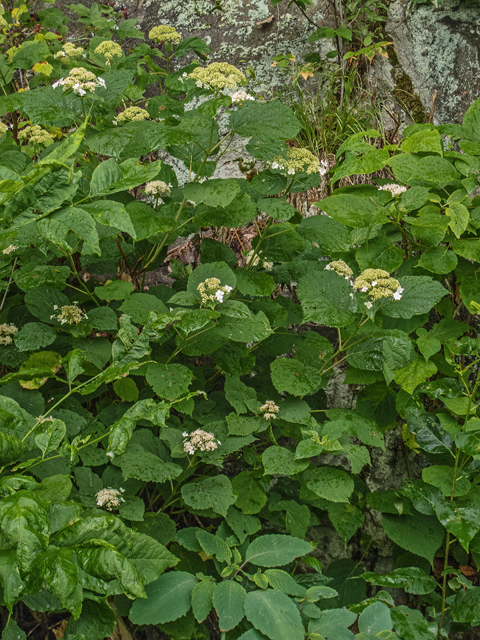 Hydrangea arborescens (Smooth hydrangea) #49143