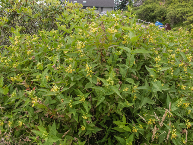 Diervilla sessilifolia (Southern bush honeysuckle) #49162