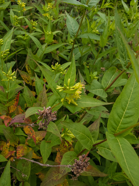 Diervilla sessilifolia (Southern bush honeysuckle) #49163