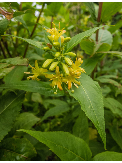 Diervilla sessilifolia (Southern bush honeysuckle) #49167