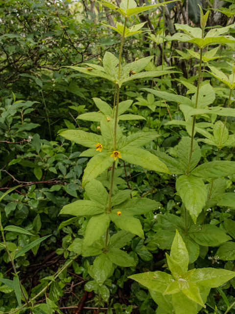 Lysimachia quadrifolia (Whorled yellow loosestrife) #49169