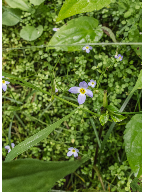 Houstonia serpyllifolia (Thymeleaf bluet) #49184