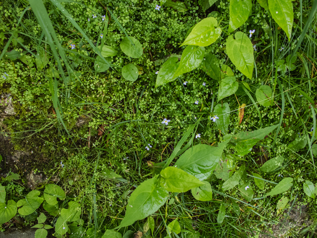 Houstonia serpyllifolia (Thymeleaf bluet) #49185