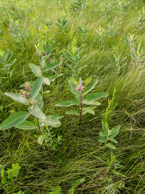 Asclepias syriaca (Common milkweed) #49227