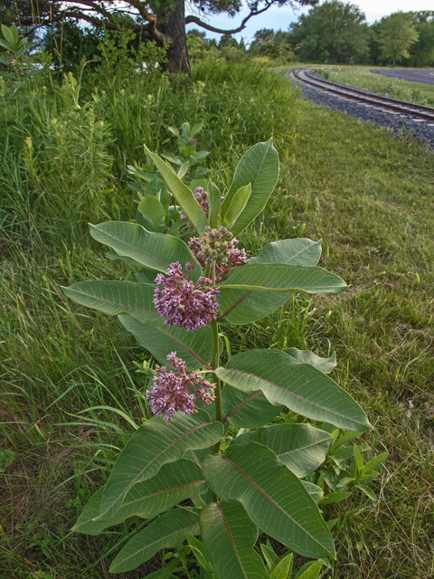 Asclepias syriaca (Common milkweed) #49239