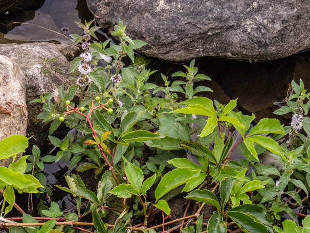 Mentha arvensis (Wild mint) #49244