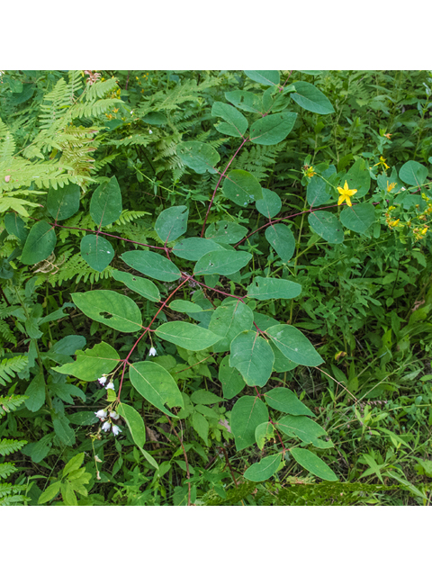 Apocynum androsaemifolium (Spreading dogbane) #49258
