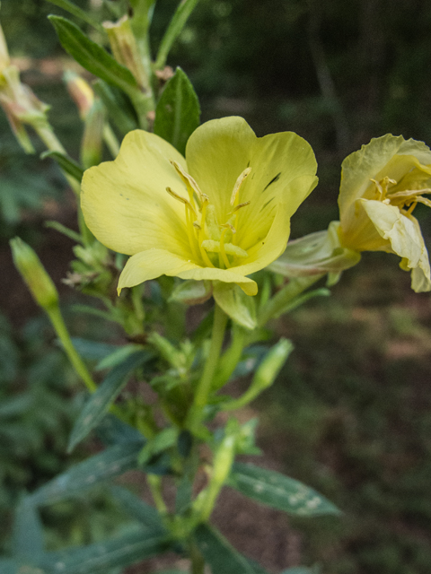Oenothera biennis (Common evening-primrose) #49553