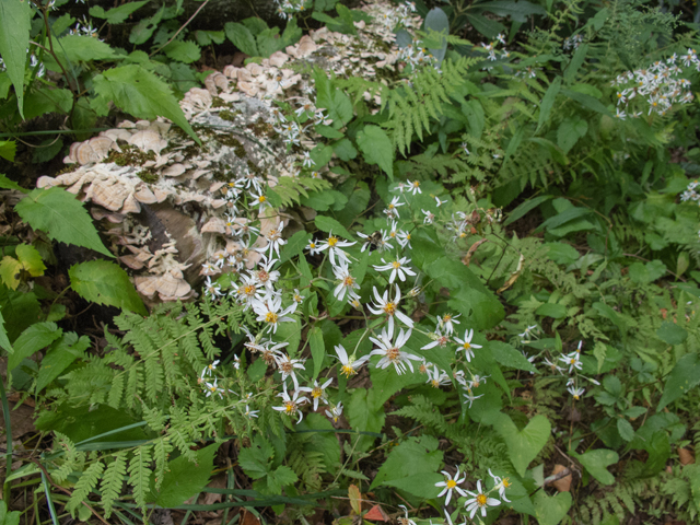Eurybia divaricata (White wood aster) #49554