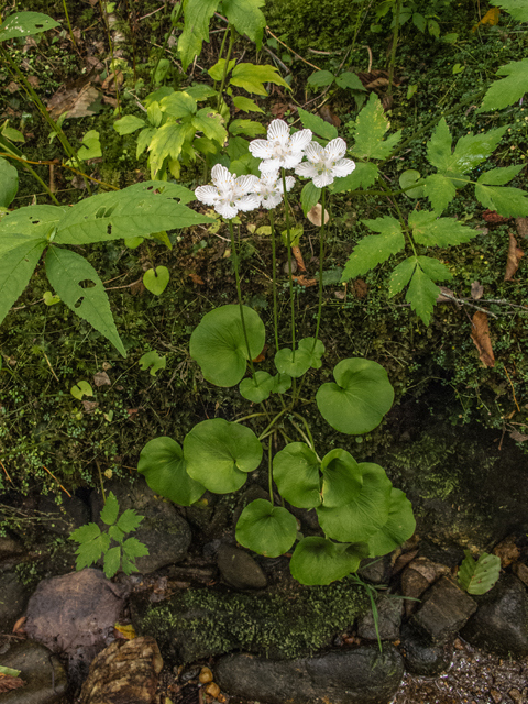 Parnassia asarifolia (Kidneyleaf grass-of-parnassus) #49585