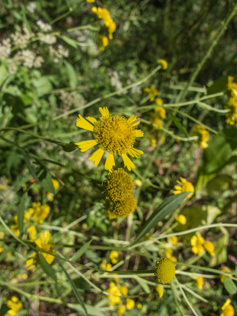 Helenium autumnale (Common sneezeweed) #49637