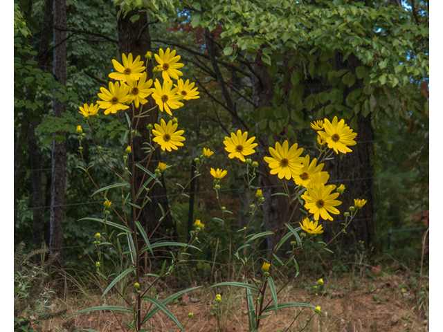 Helianthus angustifolius (Swamp sunflower) #49643