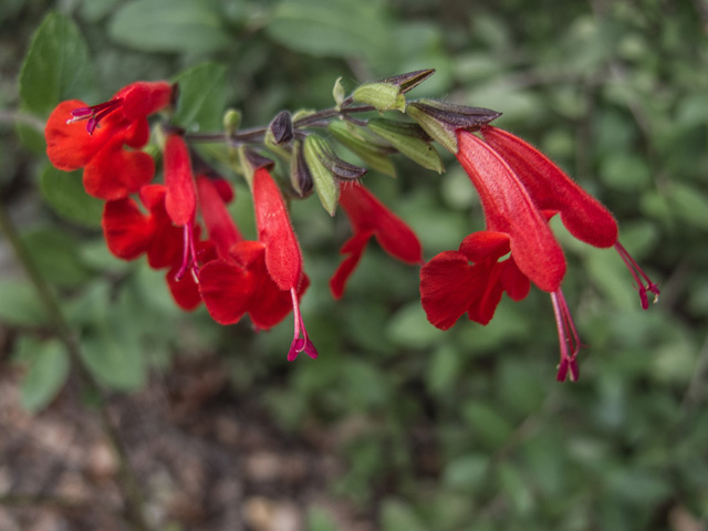 Salvia coccinea (Scarlet sage) #49683