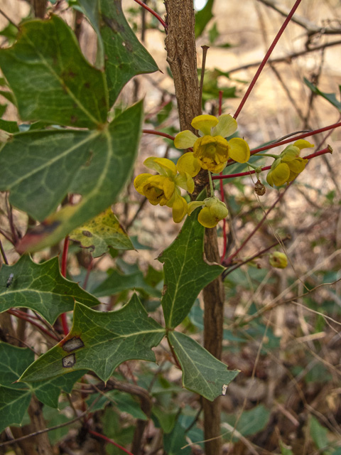 Mahonia trifoliolata (Agarita) #49704