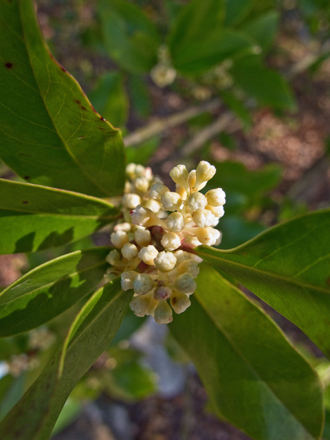Prunus caroliniana (Carolina cherry-laurel) #49710