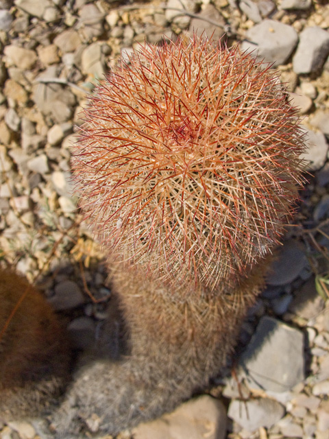 Echinocereus dasyacanthus (Texas rainbow cactus) #49736