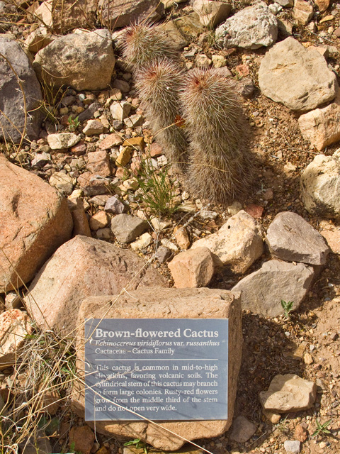 Echinocereus viridiflorus var. russanthus (Russet hedgehog cactus) #49747