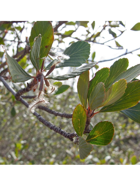 Cercocarpus montanus (Alderleaf mountain mahogany) #49814
