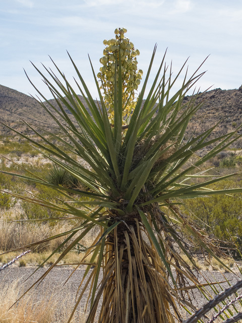 Yucca torreyi (Torrey yucca) #49888