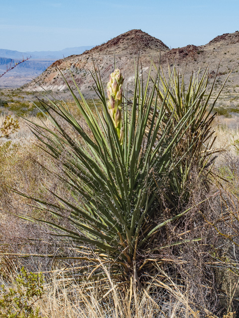 Yucca torreyi (Torrey yucca) #49892