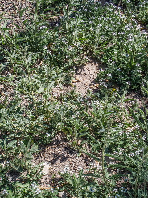 Glandularia quandrangulata (Beaked mock vervain) #49902
