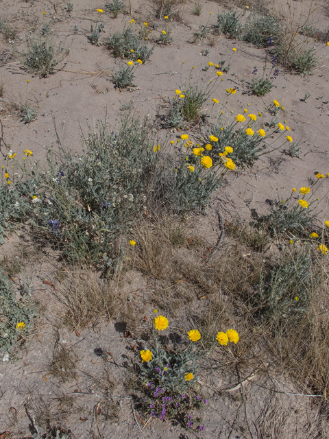 Baileya multiradiata (Desert marigold) #49911