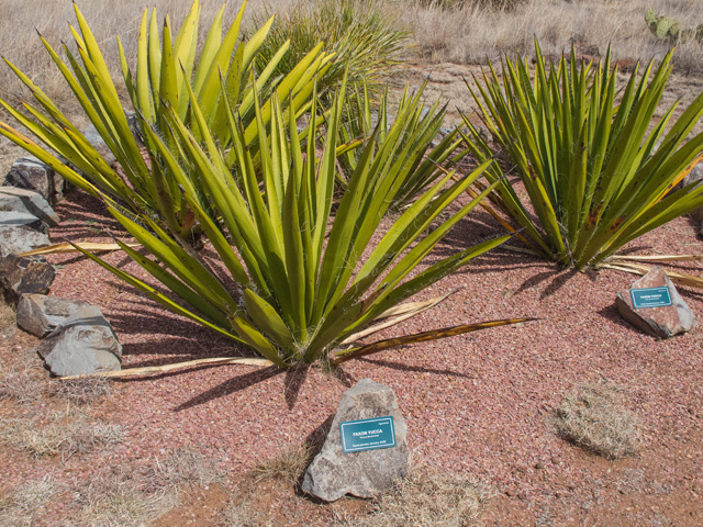 Yucca faxoniana (Faxon yucca) #49916