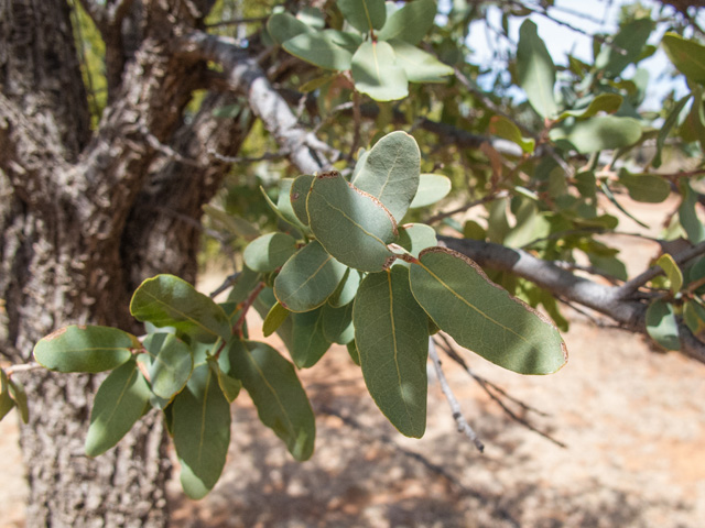 Quercus oblongifolia (Blue oak) #49930