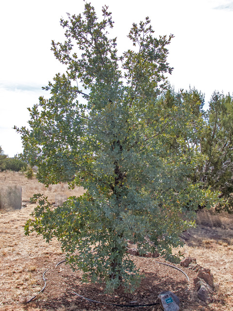 Quercus grisea (Gray oak) #49935