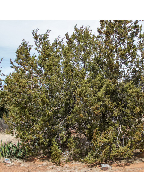 Juniperus coahuilensis (Redberry juniper) #49948