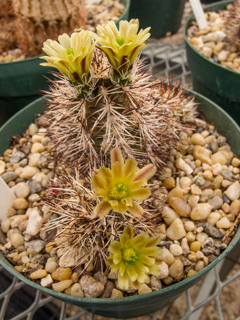 Echinocereus viridiflorus var. davisii (Davis' hedgehog cactus) #49991