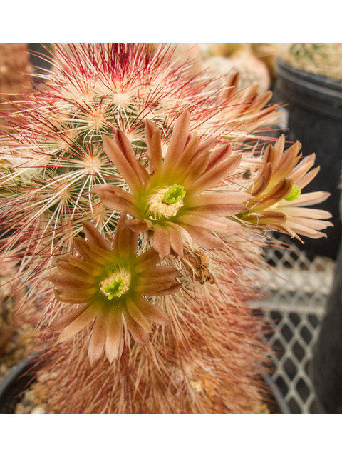 Echinocereus viridiflorus var. russanthus (Russet hedgehog cactus) #49995