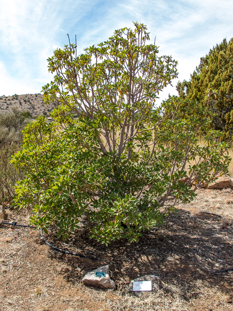 Arbutus xalapensis (Texas madrone) #49996