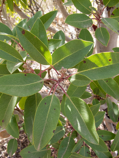 Arbutus xalapensis (Texas madrone) #49998
