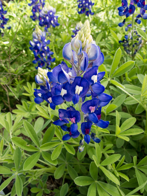 Lupinus texensis (Texas bluebonnet) #50023