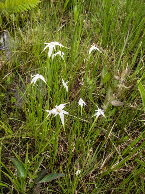 Rhynchospora latifolia (Sand-swamp whitetop sedge) #58391