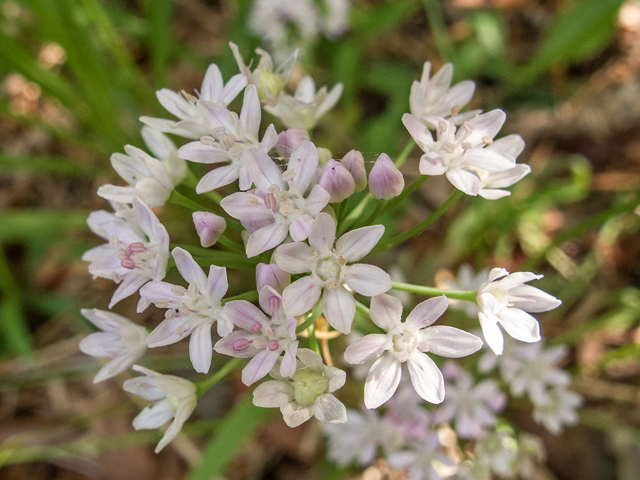 Allium canadense var. mobilense (Meadow garlic) #58415