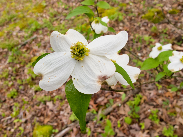 Cornus florida (Flowering dogwood) #58476