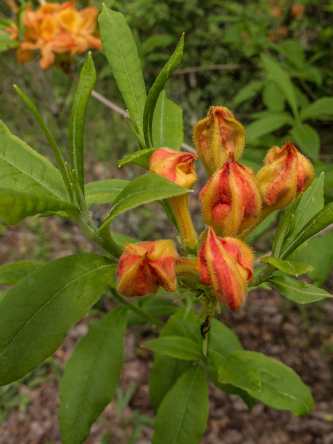 Rhododendron calendulaceum (Flame azalea) #58491