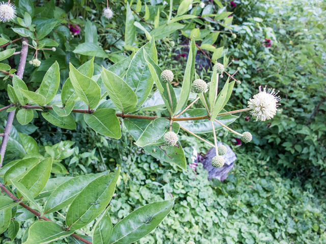 Cephalanthus occidentalis (Common buttonbush) #58702