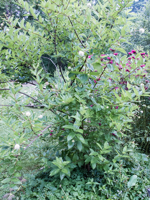 Cephalanthus occidentalis (Common buttonbush) #58703