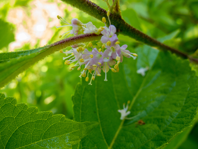 Callicarpa americana (American beautyberry ) #58718