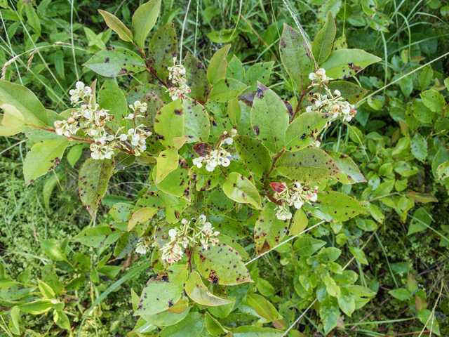 Lyonia ligustrina (Maleberry) #58731