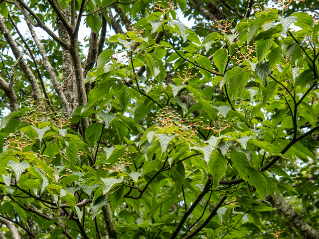 Cornus alternifolia (Alternateleaf dogwood) #58761