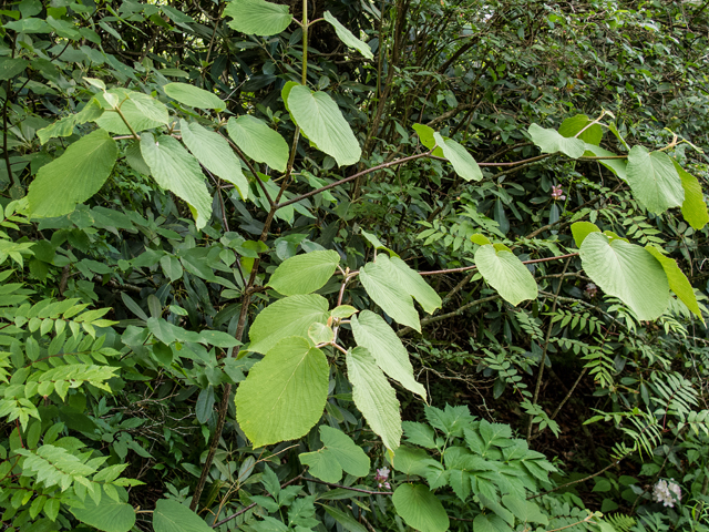 Viburnum lantanoides (Hobblebush) #58762