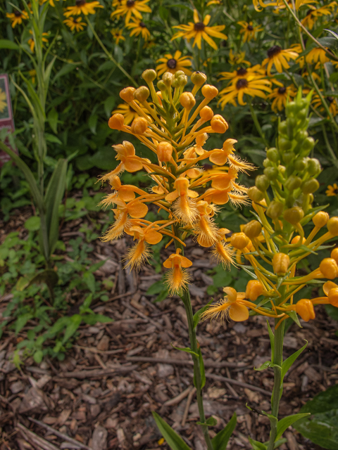 Platanthera ciliaris (Orange fringed orchid) #58816