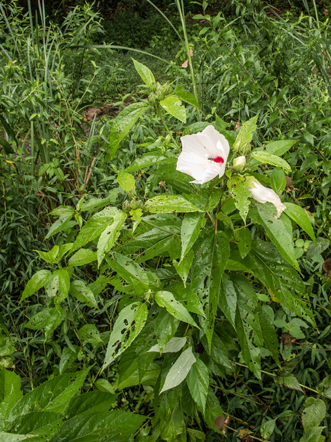 Hibiscus moscheutos (Crimson-eyed rose-mallow) #58818