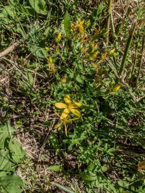 Hypericum boreale (Northern st. john's-wort) #58859